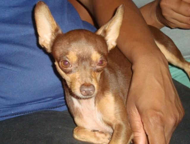 Utilidade Pública: Cadela desaparecida no bairro Olímpico em Rolim de Moura