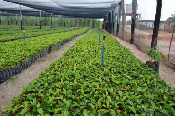 Governo de Rondônia vai investir R$ 4,1 milhões na compra de três milhões de mudas de café