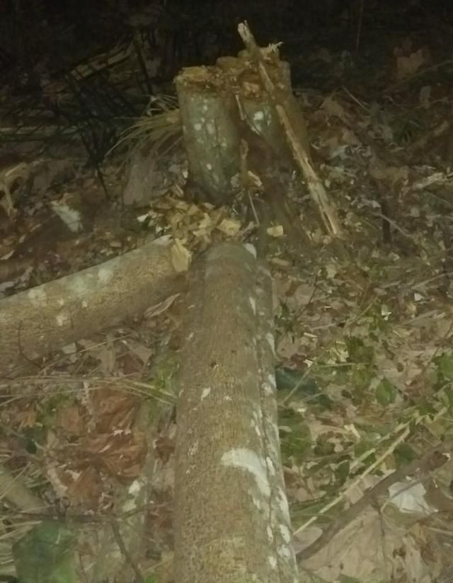 Idoso morre esmagado durante derrubada de árvores em Alta Floresta
