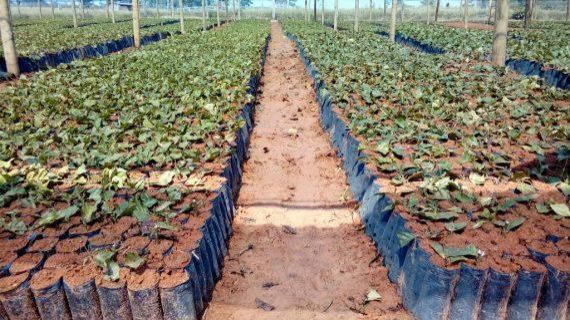 Parceria entre Emater e prefeitura incentiva produtores rurais de Espigão do Oeste a plantar café clonal