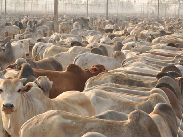 Confinamento de bovinos deve crescer 8% em dois anos