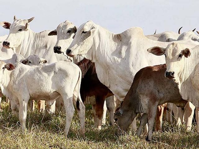 Exportação de gado vivo em ascensão