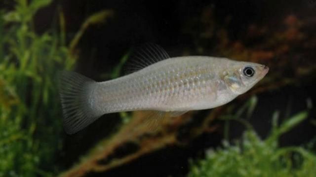 Peixe fêmea da Amazônia se reproduz sem sexo e desafia teoria de extinção da espécie