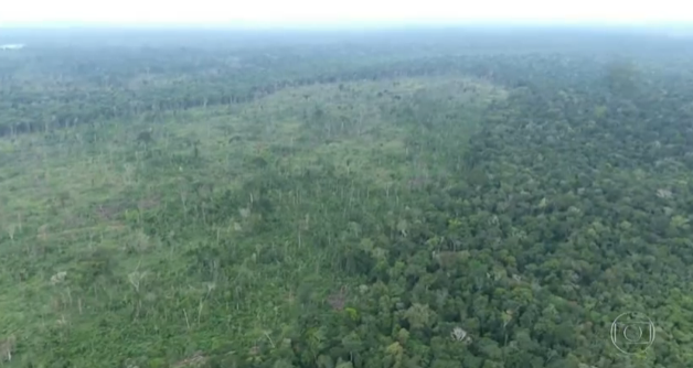 Floresta Amazônica pode virar cerrado devido a desmatamento, segundo pesquisa