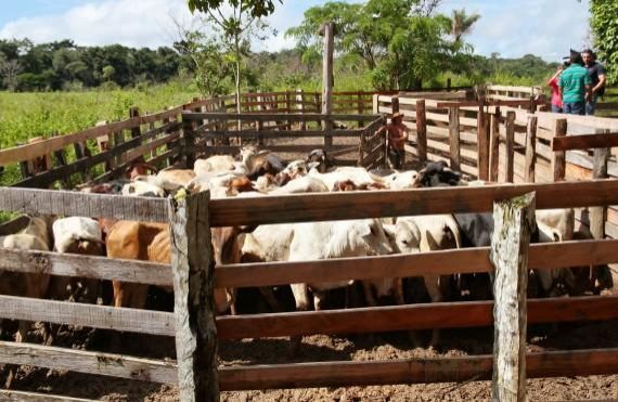 Idaron confirma vacinação de mais 14,5 milhões de cabeças de bovinos e bubalinos em Rondônia