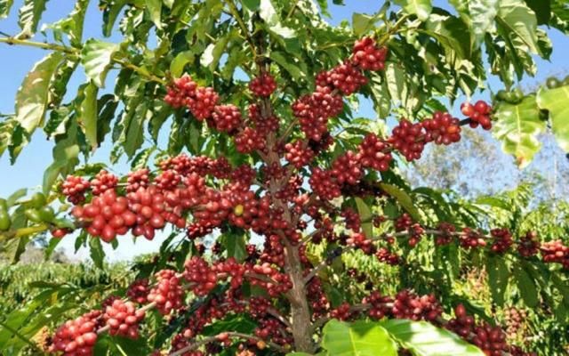 Melhores cafés de Rondônia serão premiados no 3º Concafé, em Cacoal