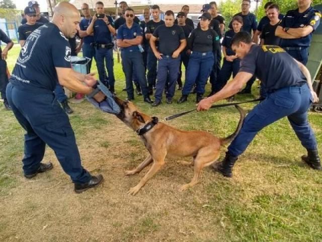 Em cidade de São Paulo, policiais do 3º BPM de Vilhena participam de curso sobre trabalho com cães