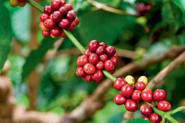 Programa de Prevenção melhora produção de mudas de café em RO