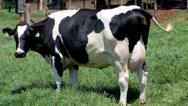 Cotação: preço da vaca leiteira sobe 9% em julho e cabeça é vendida por R$ 3,5 mil em RO