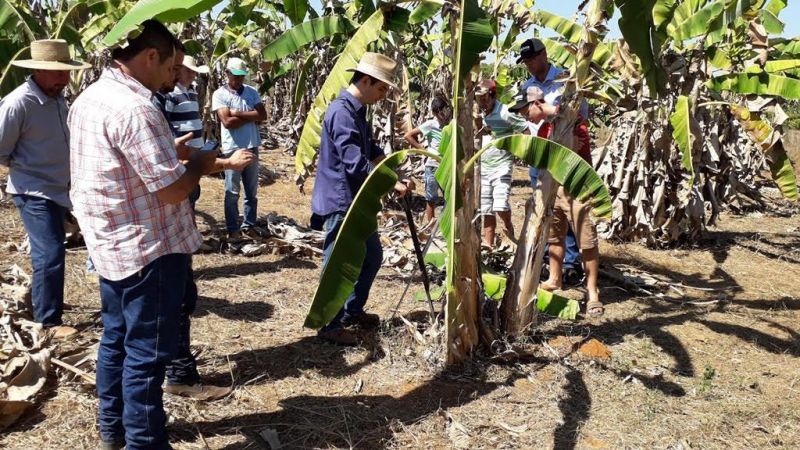Embrapa estimula a elevação do padrão tecnológico da produção de banana em Rondônia