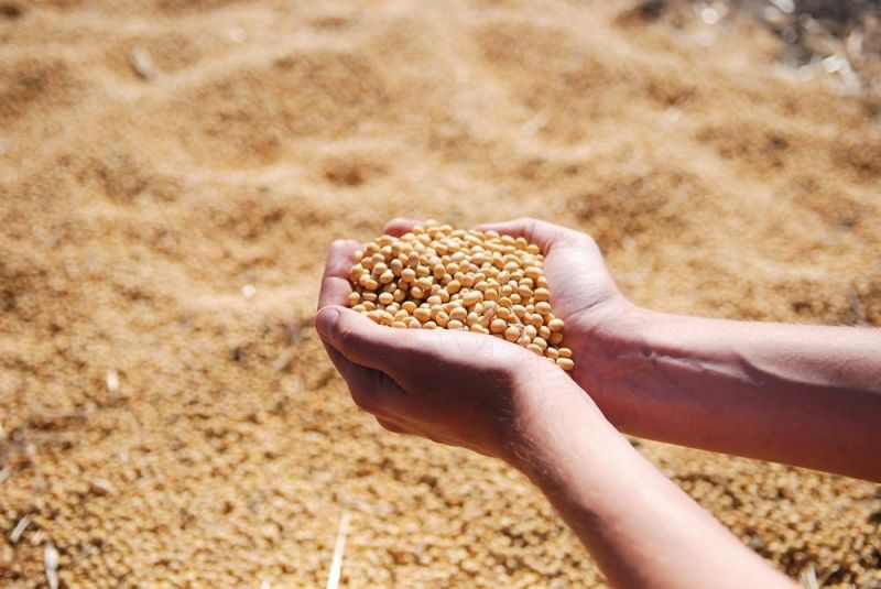 Áreas que serão cultivadas com soja na safra 2019/2020 em RO devem ser cadastradas
