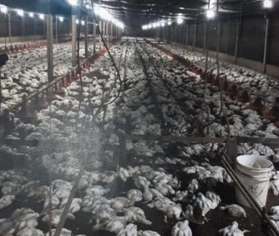 Rolim: Ceron diz em nota não ter culpa pela morte de 18 mil frangos em Granja 