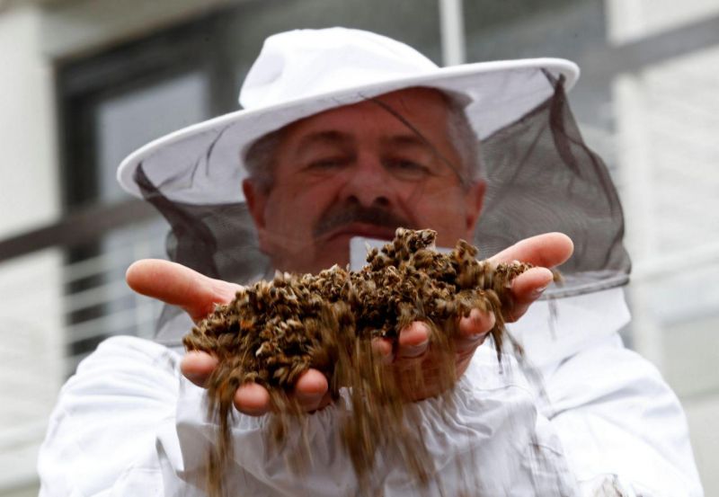 Dossiê Agrotóxico: Morte de 500 milhões de abelhas reacende debate sobre riscos de saúde