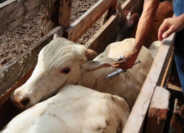 Raiva ataca e mata bovinos em propriedades rurais de Rondônia