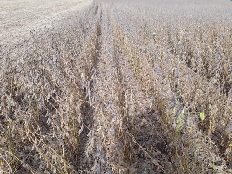 Com mais 60% da colheita já concluída, agricultores se surpreendem com produtividade da soja na região de Cerejeiras