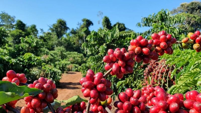 Coronavírus: Secretaria orienta agricultores durante período de colheita do café em RO