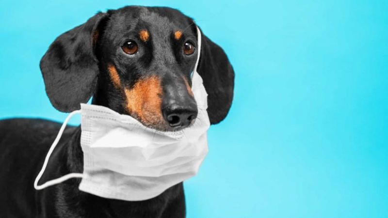 Covid-19 causa problemas respiratórios em cães e gatos