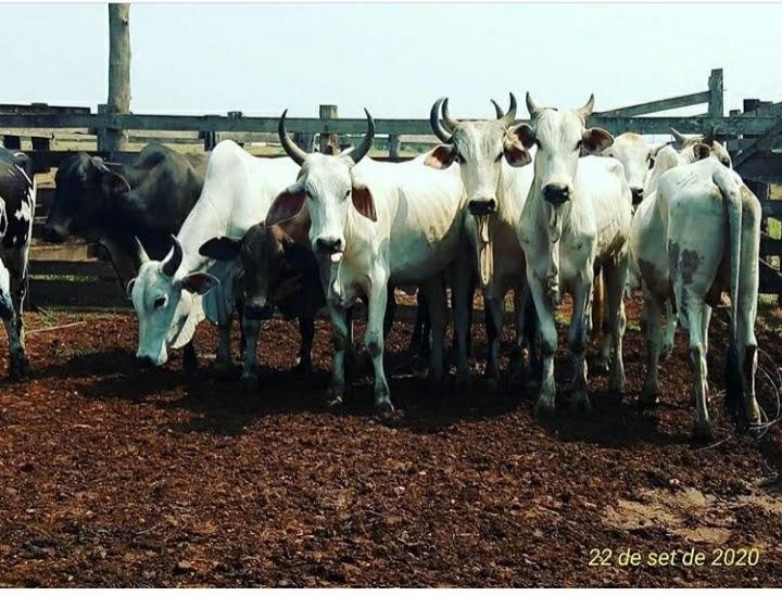 Polícia Civil de Urupá recupera gado furtado de fazenda em Alvorada do Oeste