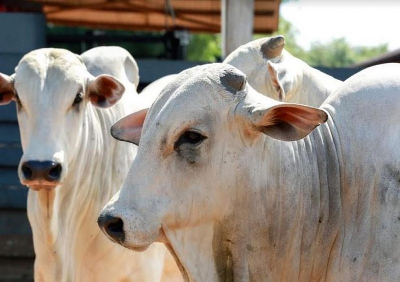 Com 1,1 milhão de cabeças, rebanho bovino de Porto Velho se torna o 4° maior do Brasil