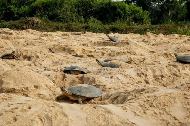 Eclosão de tartarugas no rio Guaporé ocorre em dezembro; fiscalização atua para combater ilícitos ambientais