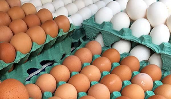 Produção de ovos de galinha bate recorde no 3º trimestre