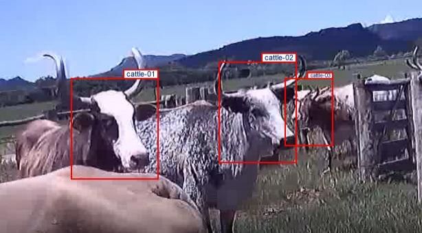 Algoritmo identifica bovinos individualmente no campo