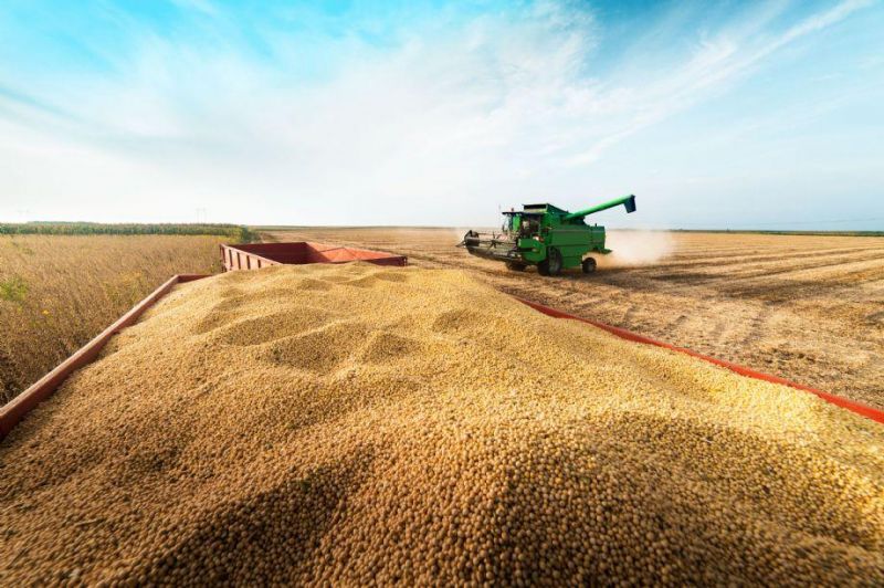 Área plantada com principais grãos produzidos em RO deve apresentar variação positiva 