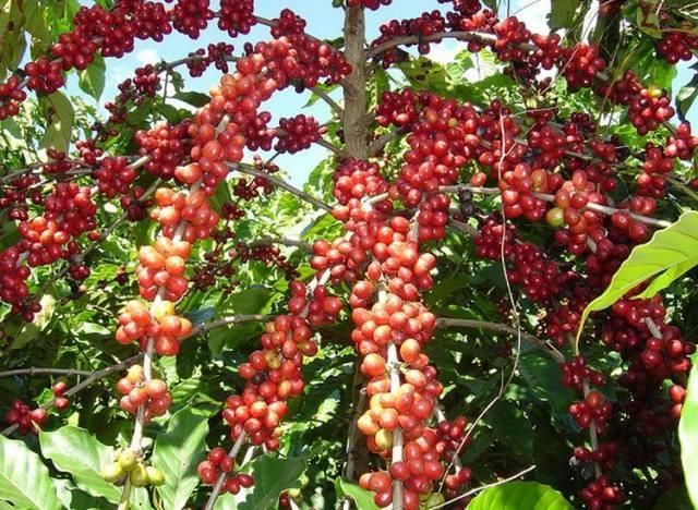 Colheita do café robusta safra 2021/22 deve ser iniciada em abril