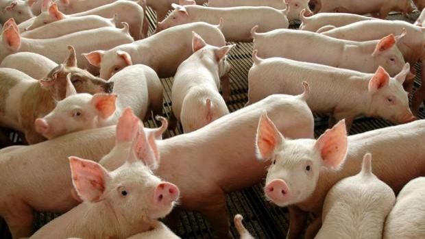 As exportações de carne suína registram maior volume mensal 