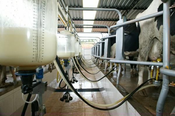 Laticínios não cumprem acordo e produtores de leite de Rondônia 