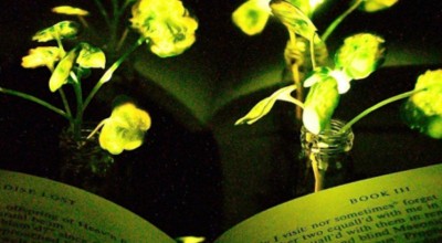 Plantas que brilham no escuro poderão substituir lâmpadas comuns