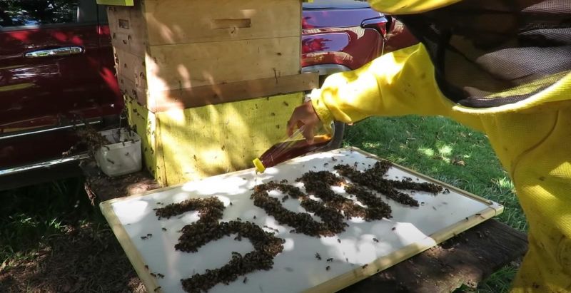 Canal de apicultor rolimourense bate os 300 mil inscritos no YouTube