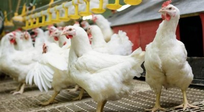 Exportações de carne de frango crescem 9% em 2021, aponta ABPA