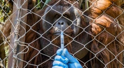 Zoológico no Chile começa a vacinar animais contra a Covid-19