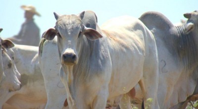 Idaron emite nota técnica sobre focos de raiva em bovinos em Nova Colina, Ji-Paraná e Alvorada
