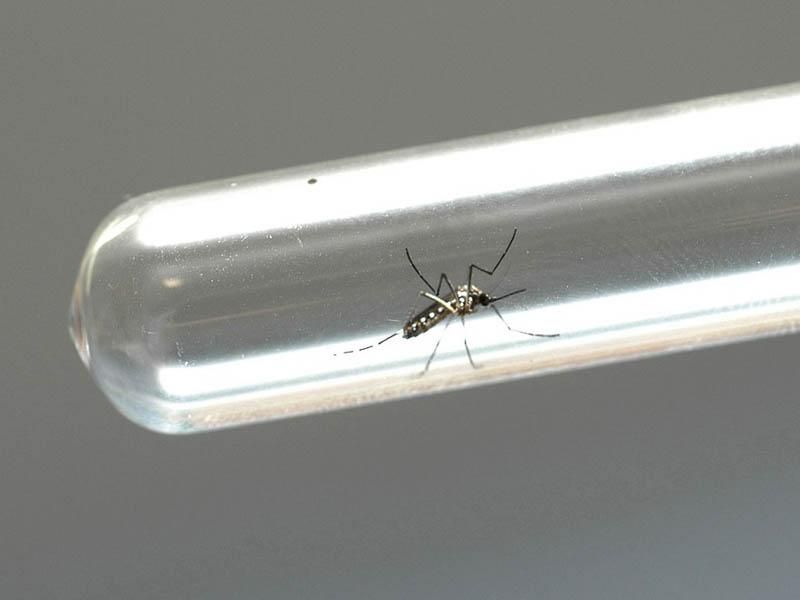 Dengue matou 10 rondonienses a mais que em 2021; casos confirmados tiveram alta de 558%