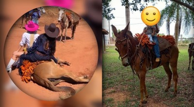 Proprietário de mula filmada deitada durante cavalgada em Rolim de Moura diz que animal é adestrado e não estava exausto”