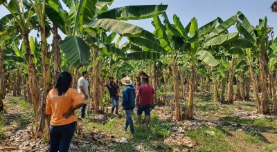Cultura da banana fortalece agricultura familiar em Rondônia, gerando emprego e renda