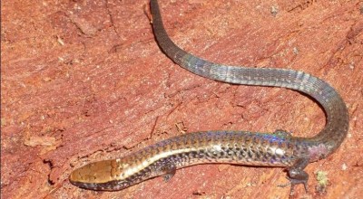 HOMENAGEM: Ativista indígena rondoniense vira nome de lagarto descoberto recentemente