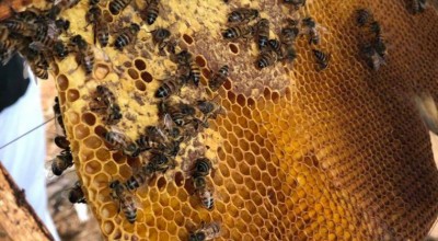Milhares de abelhas morrem em Alto Alegre dos Parecis e excesso de agrotóxico pode ter sido a causa, diz IDARON