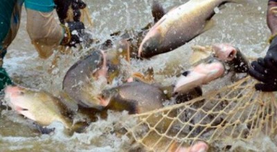 Capacitação prepara extensionistas para o combate a doenças de peixes em cativeiro