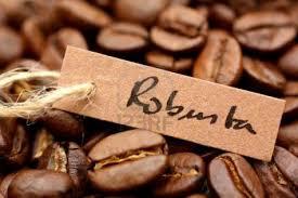 Tecnologia do café robusta é transferida de RO para o AM