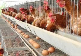 Produção de ovos de galinha bate recorde no 3º trimestre