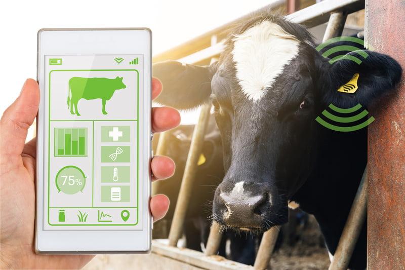 Algoritmo identifica bovinos individualmente no campo
