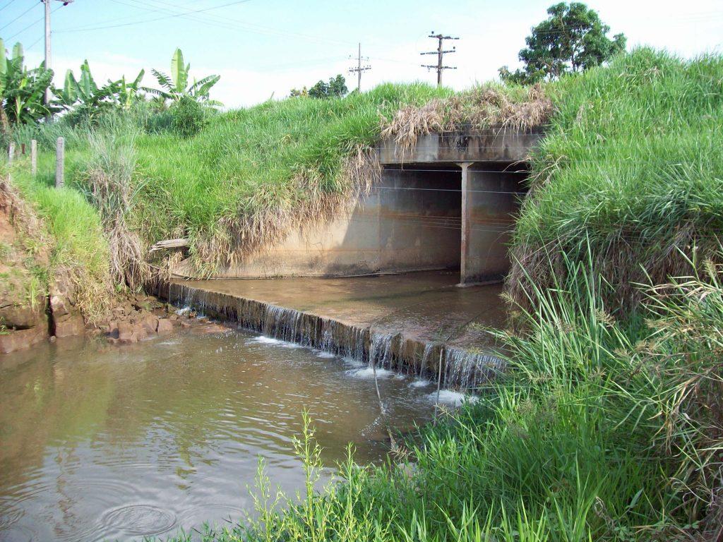 Viveiro Cidadão: Ecoporé fortalece ações de recomposição florestal na Zona da Mata e região