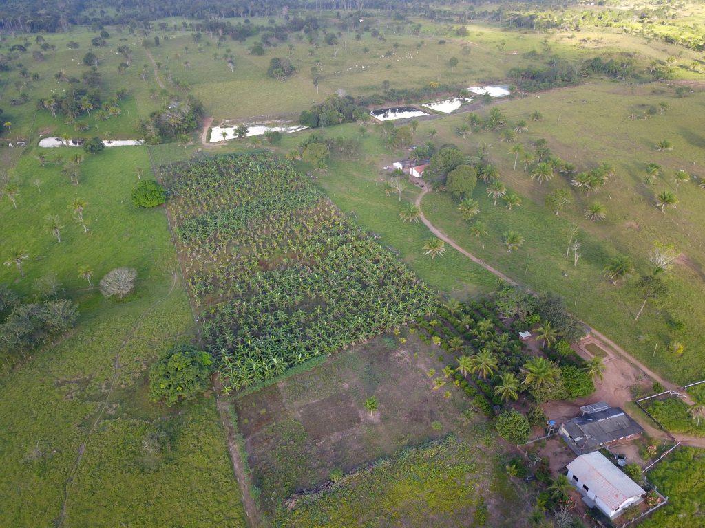 Viveiro Cidadão: Ecoporé fortalece ações de recomposição florestal na Zona da Mata e região