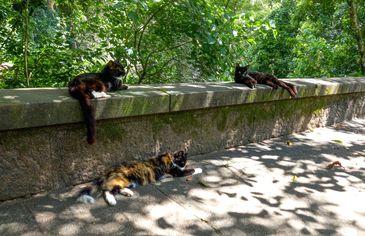 Cães e gatos também são considerados espécies invasoras no Brasil Cães e gatos também são considerados espécies invasoras no Brasil