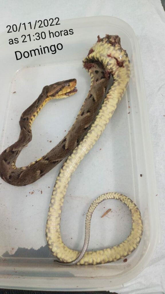 Parecis-Superação criança de 4 anos sobrevive após ser picada três vezes por cobra venenosa Parecis-Superação criança de 4 anos sobrevive após ser picada três vezes por cobra venenosa