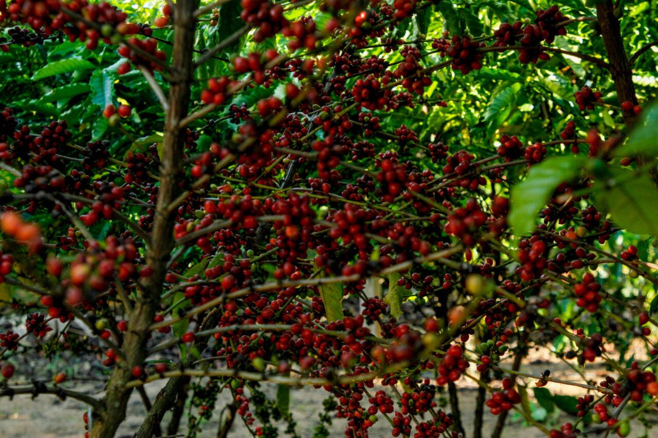 Café está presente do plantio à degustação na 11ª Rondônia Rural Show Internacional Café está presente do plantio à degustação na 11ª Rondônia Rural Show Internacional