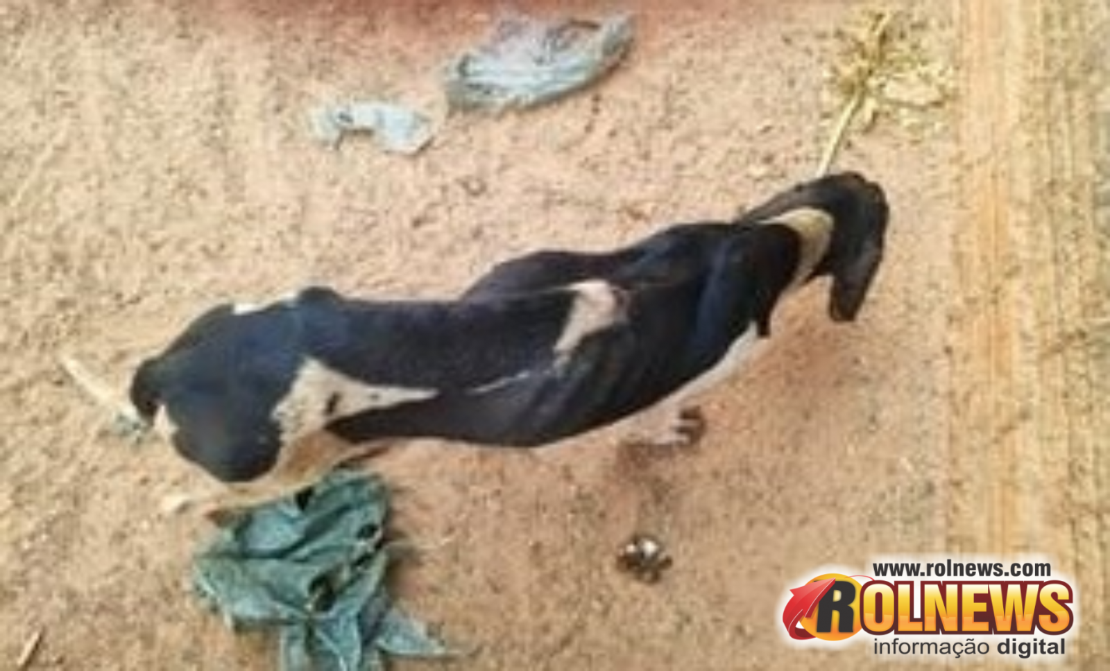 Homem é preso por maus tratos contra cachorros em Alta Floresta do Oeste Homem é preso por maus tratos contra cachorros em Alta Floresta do Oeste